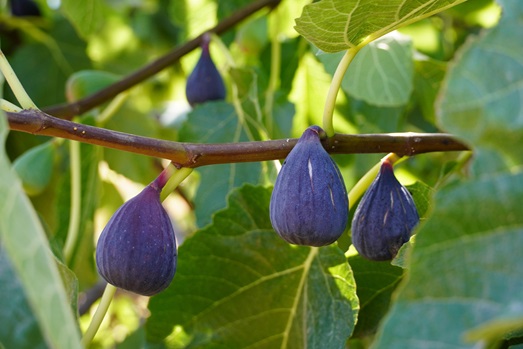 Nerezine Garden