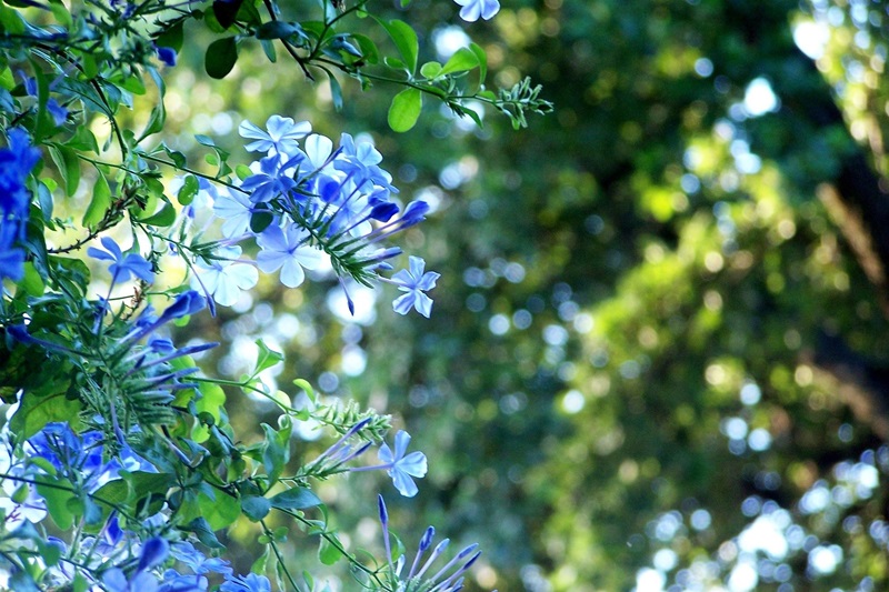 Nerezine Garden